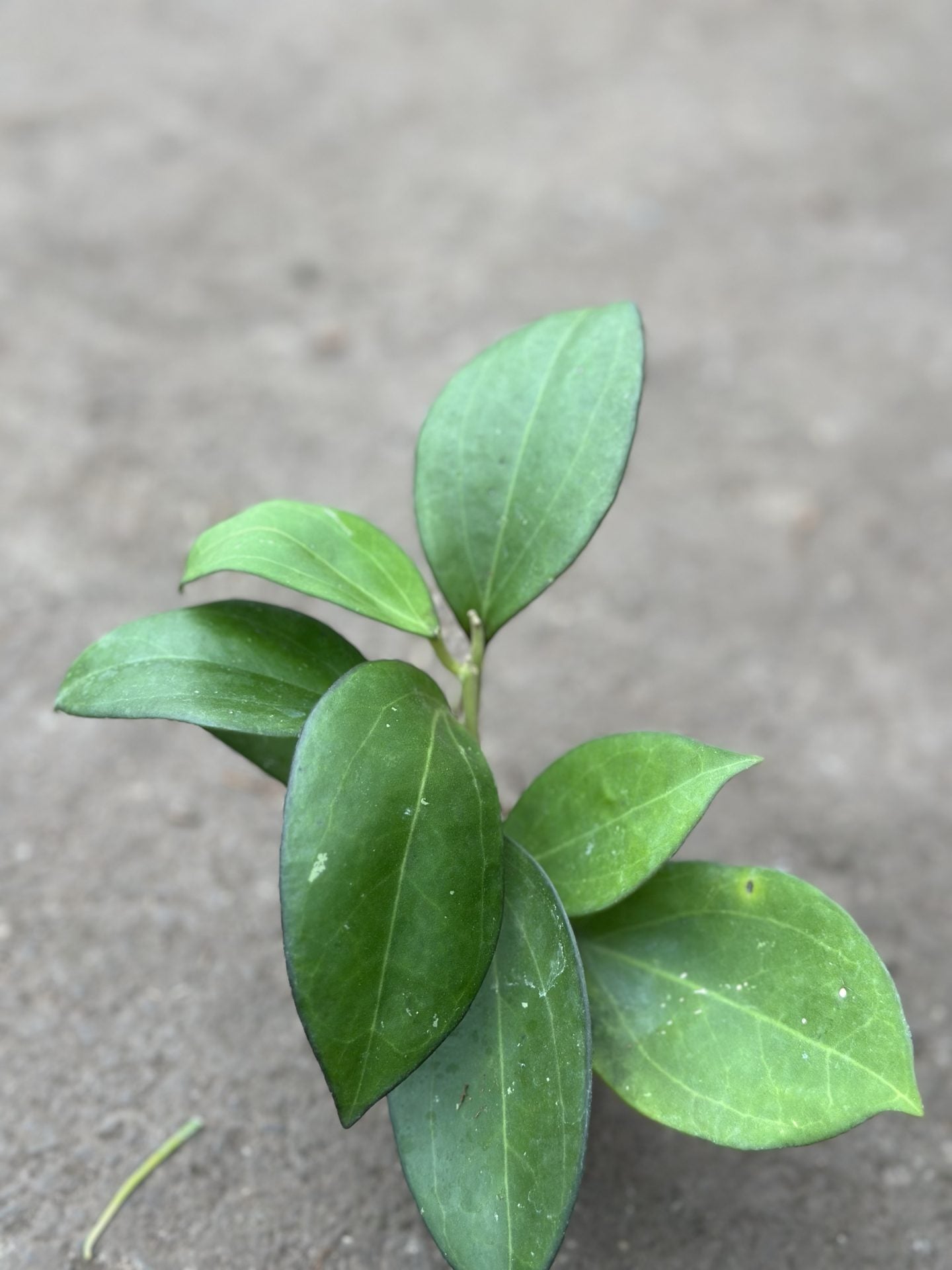 Hoya Icensis 023 (Patcharawalai)