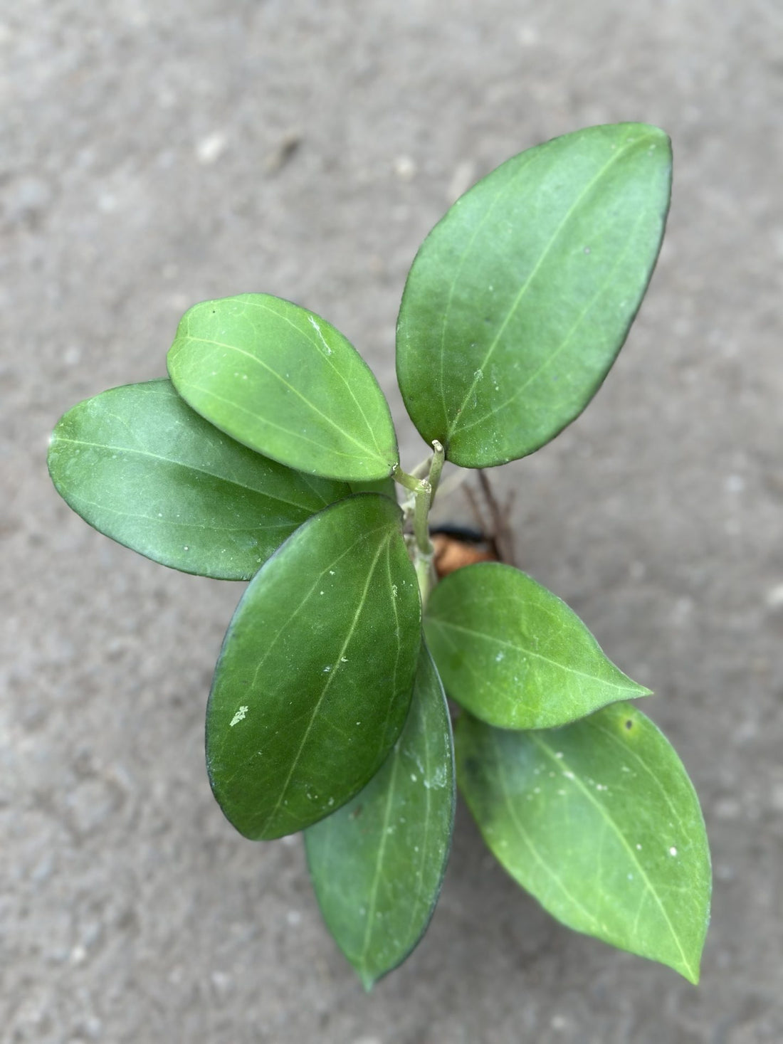 Hoya Icensis 023 (Patcharawalai)