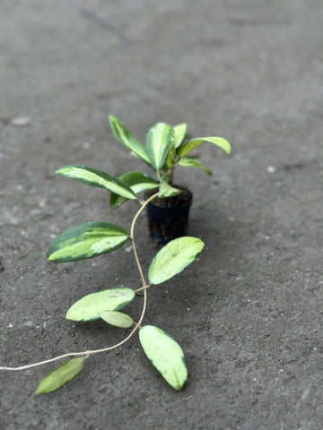 Hoya Acuta bunt