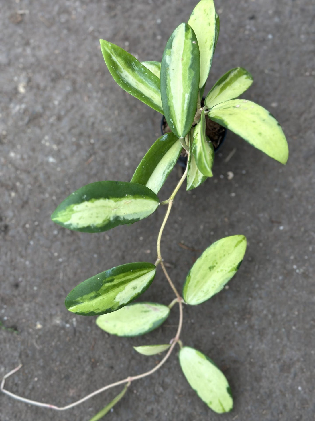 Hoya Acuta Variegated