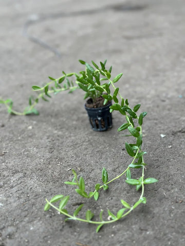 Hoya Angelina