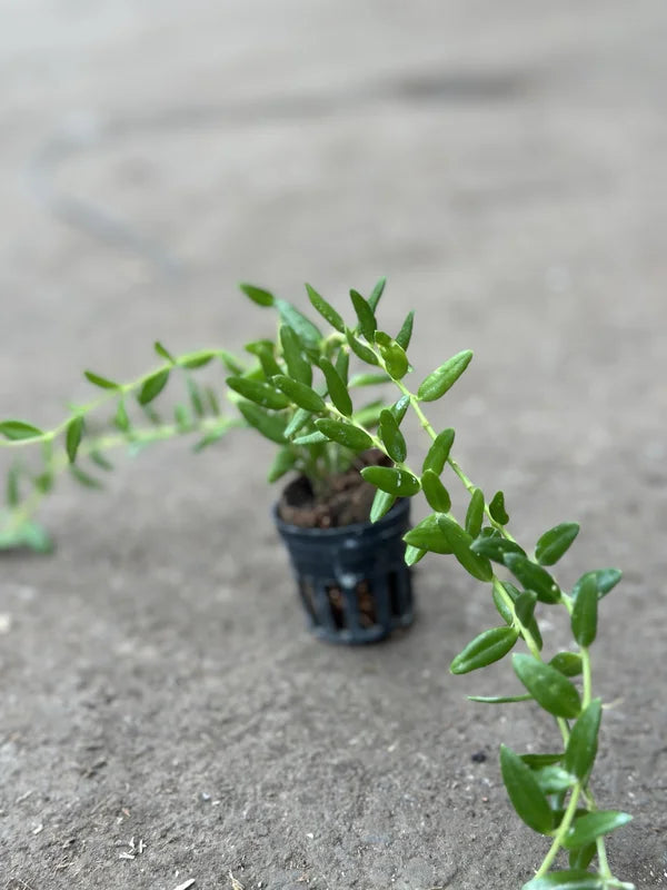 Hoya Angelina