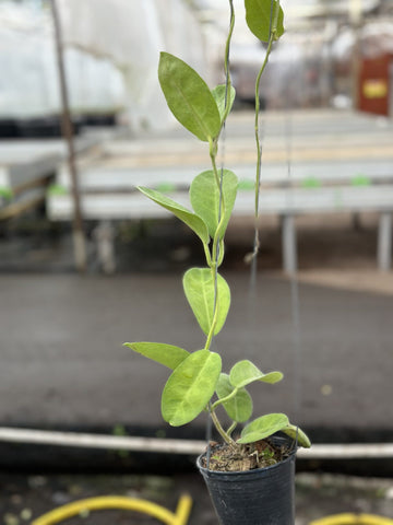 Hoya Albiflora