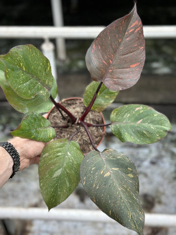 Philodendron Orange Princess