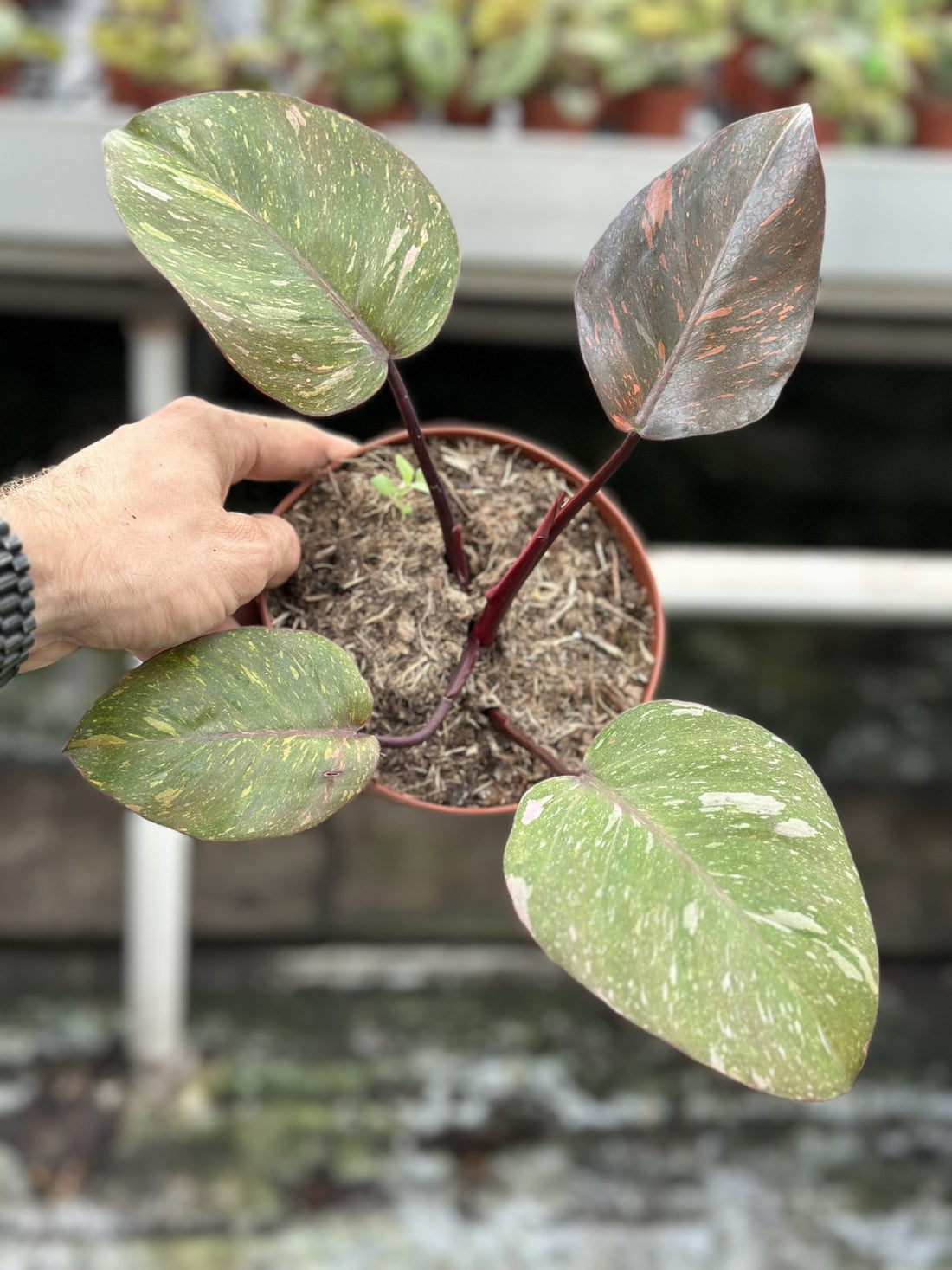 Philodendron Orange Princess