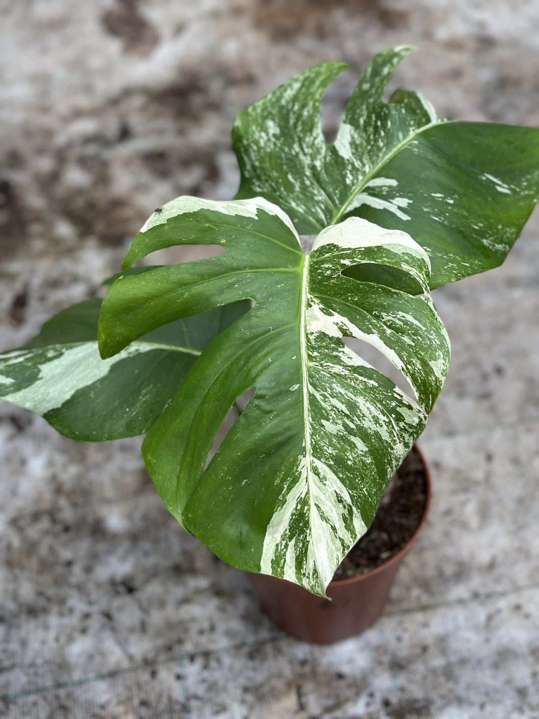 Monstera Albo Variegated