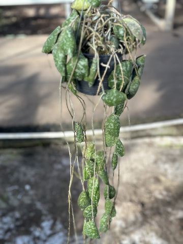 Hoya Imbricata