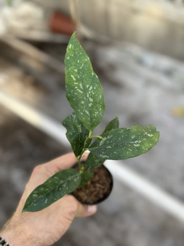 Hoya Cystiantha Splash