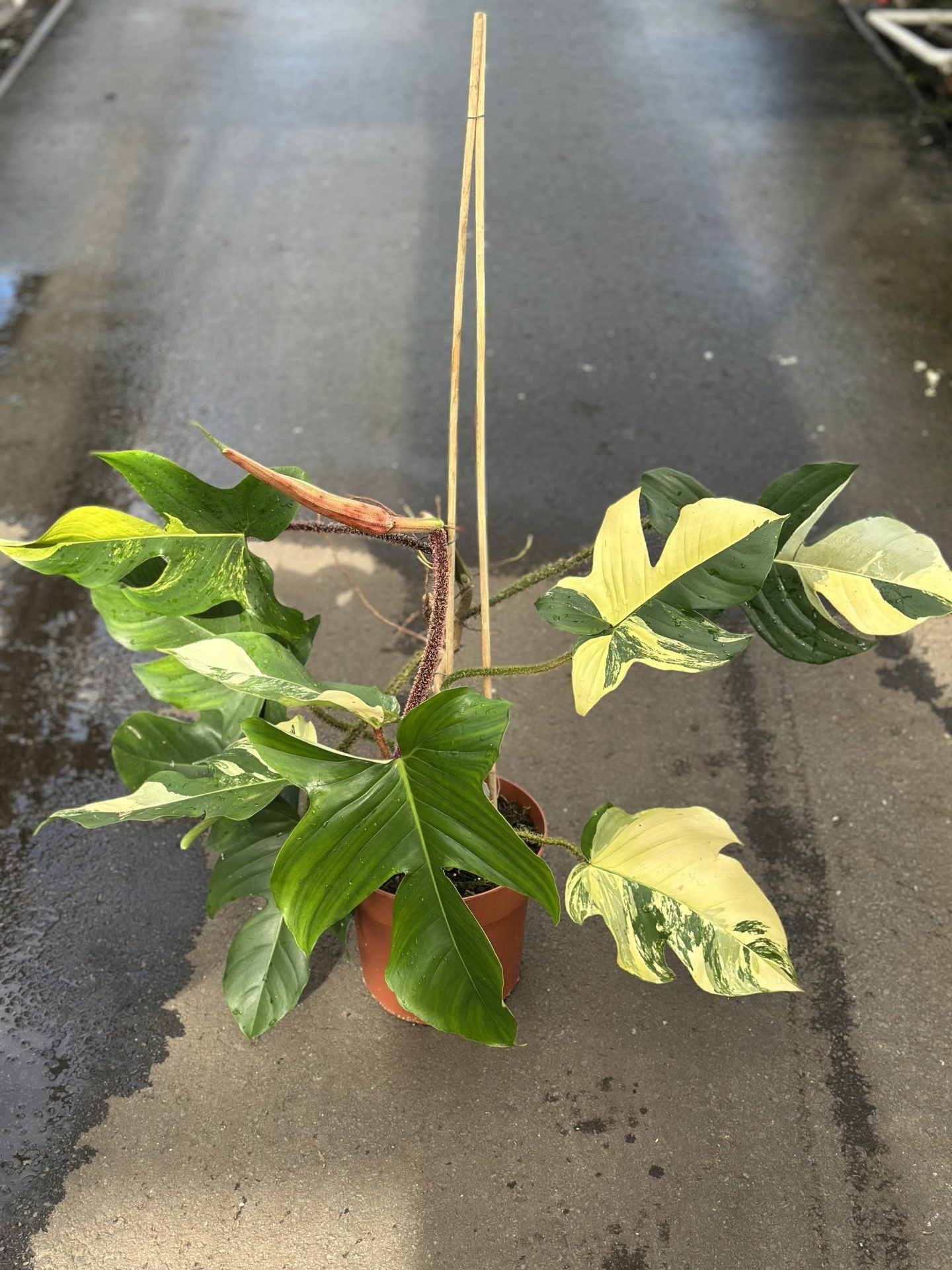 Philodendron Squamiferum Variegated