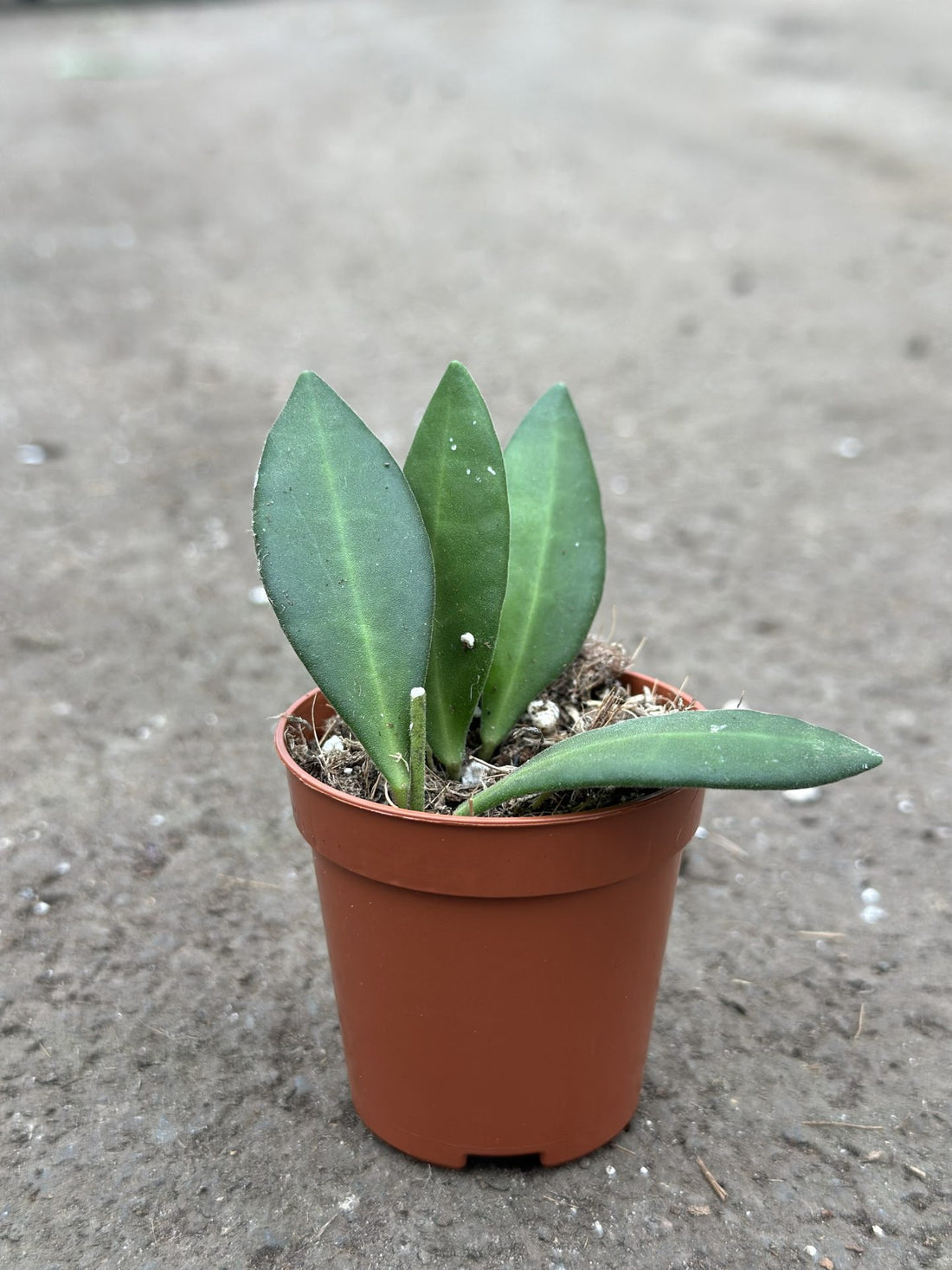 Hoya bilobata