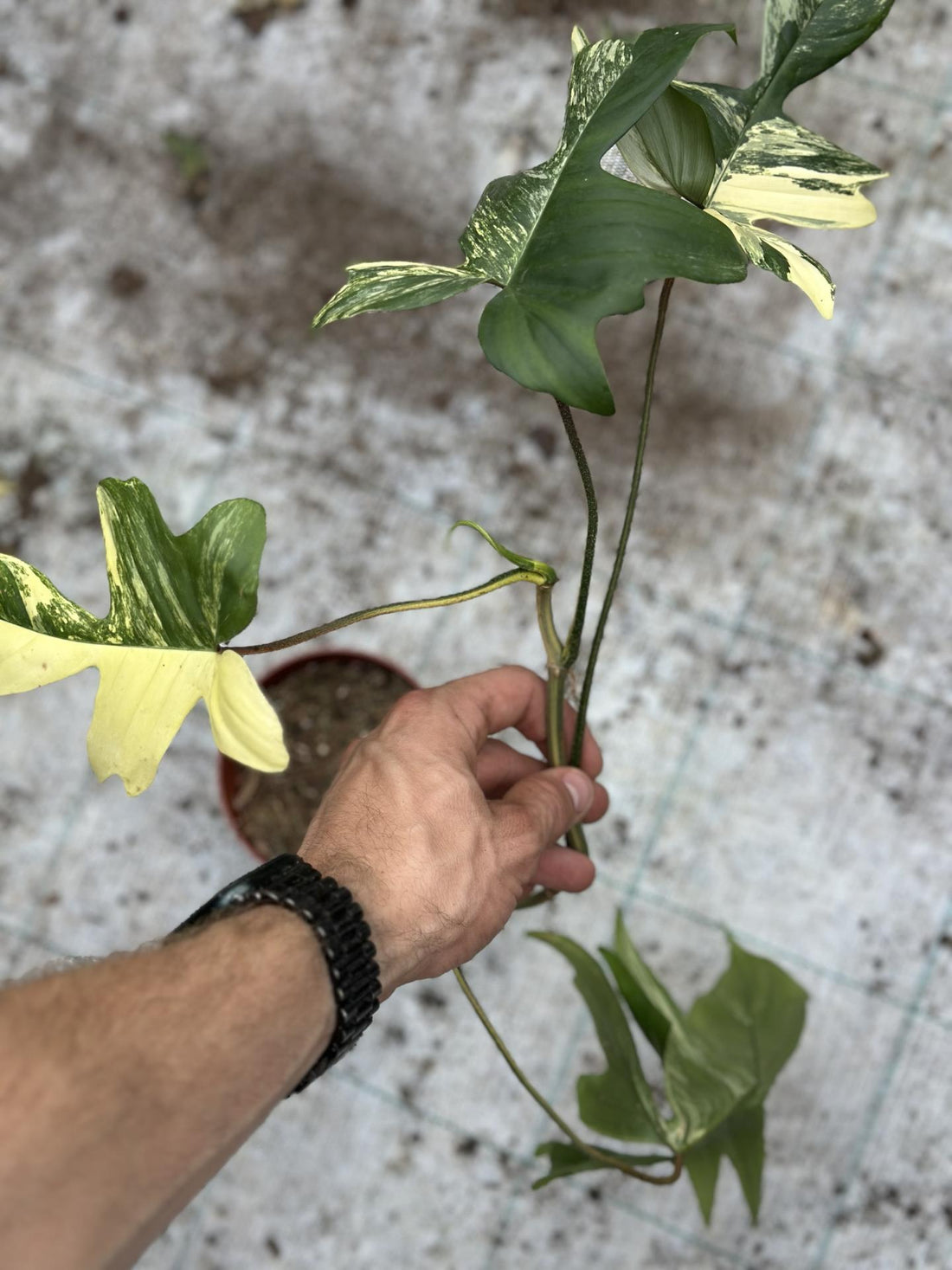 Philodendron Florida Beauty