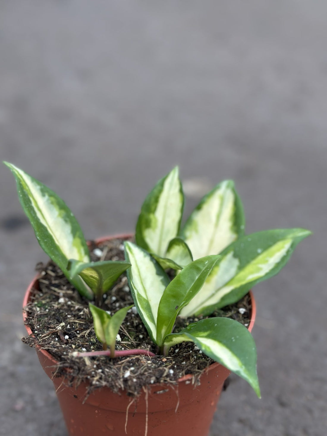 Hoya carnosa tricolore