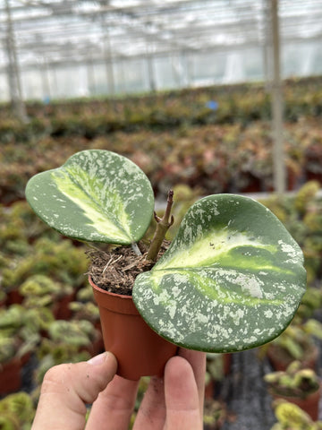 Hoya Obovata Variegata Splash