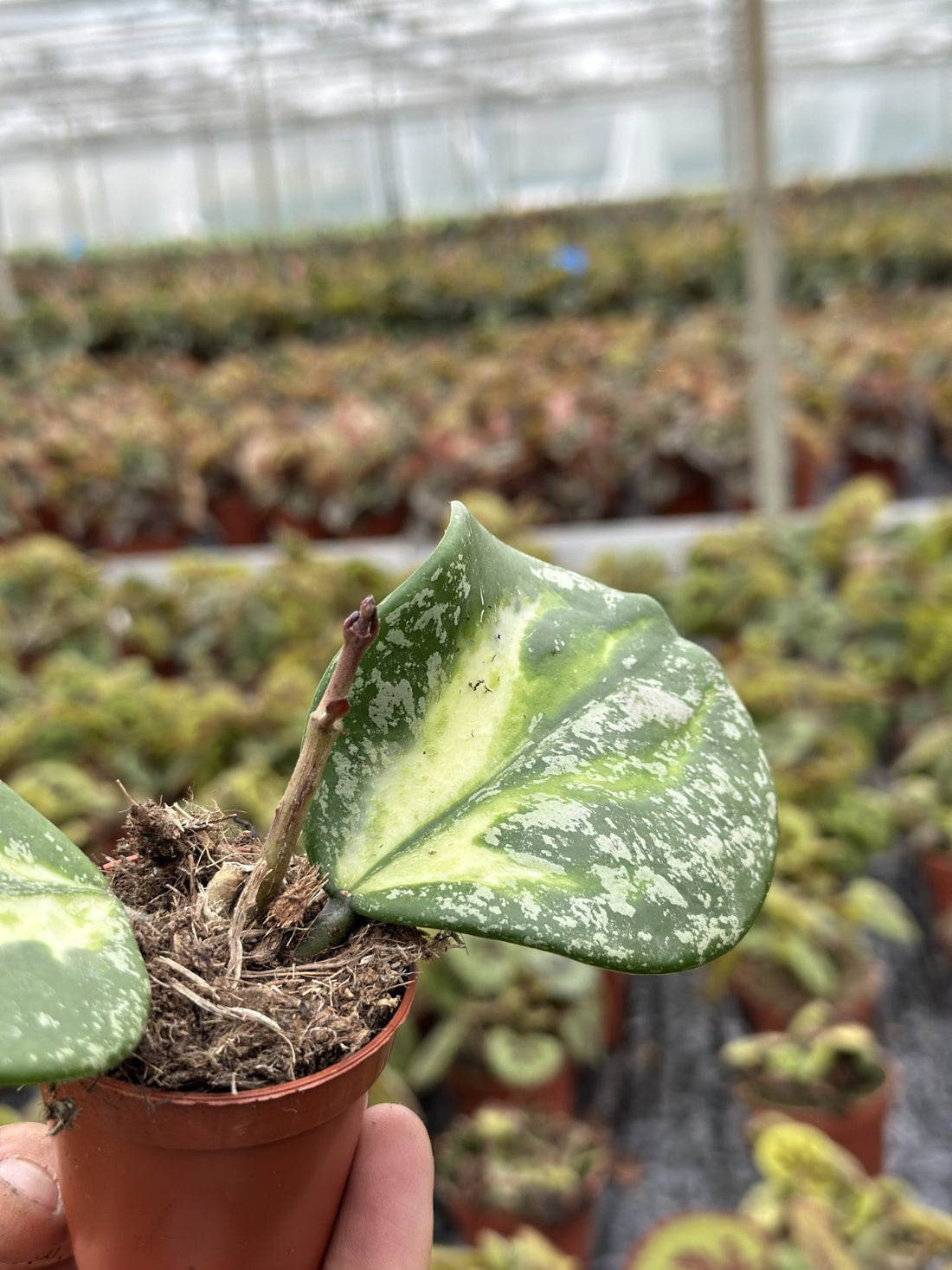 Hoya Obovata Variegata Splash