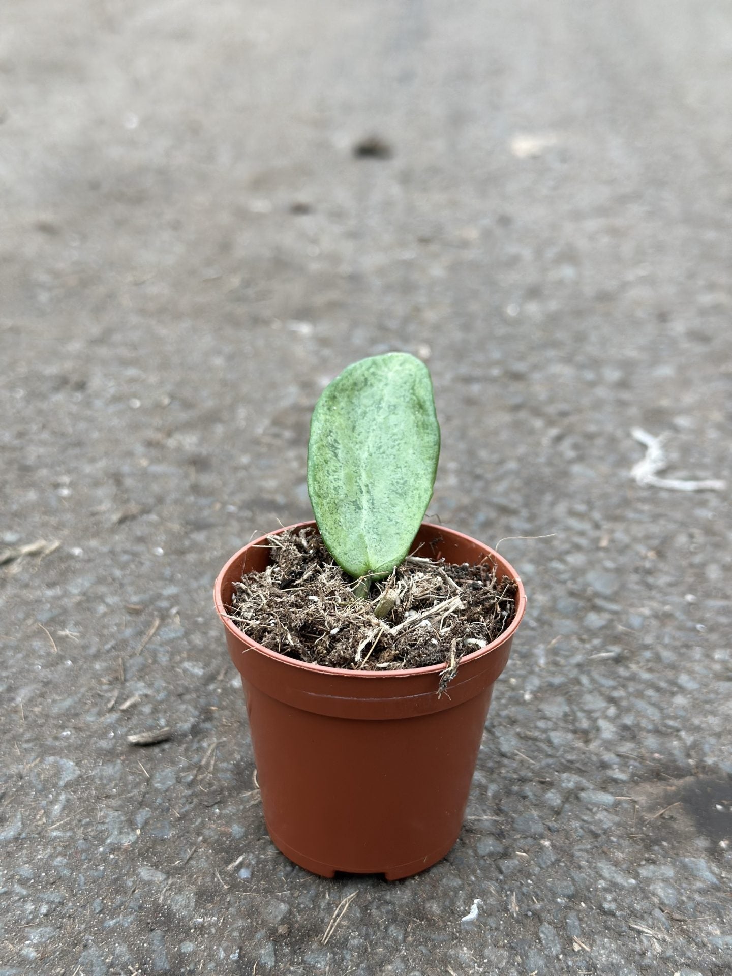 Hoya Silver Lady