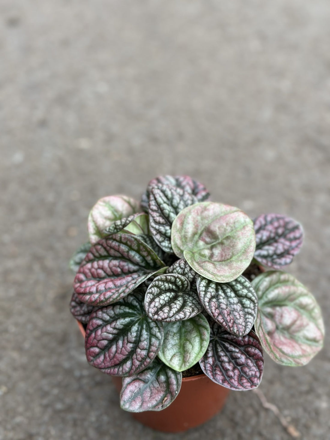 Peperomia Burbella