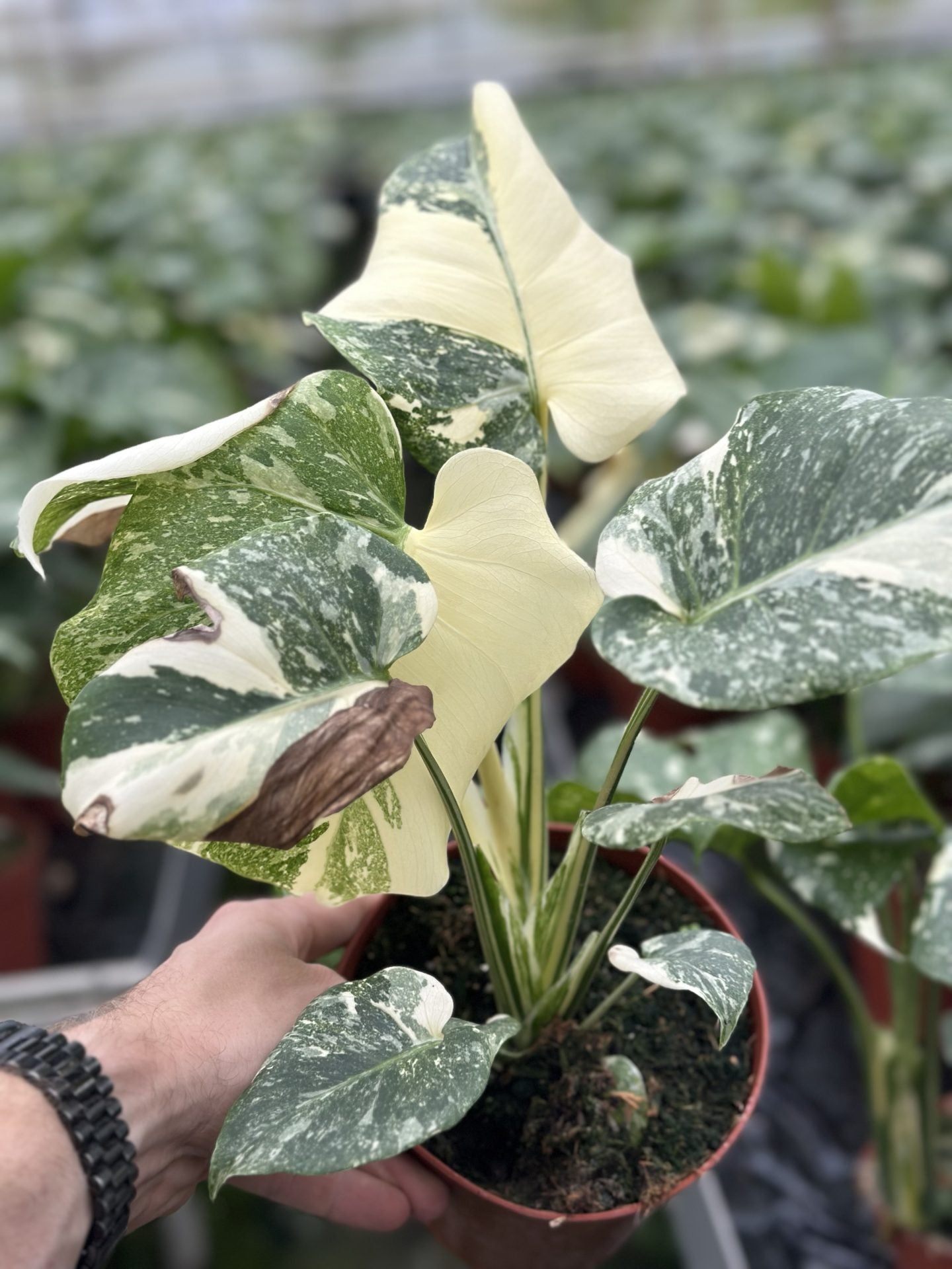 Monstera Mutation 'Second Chance'