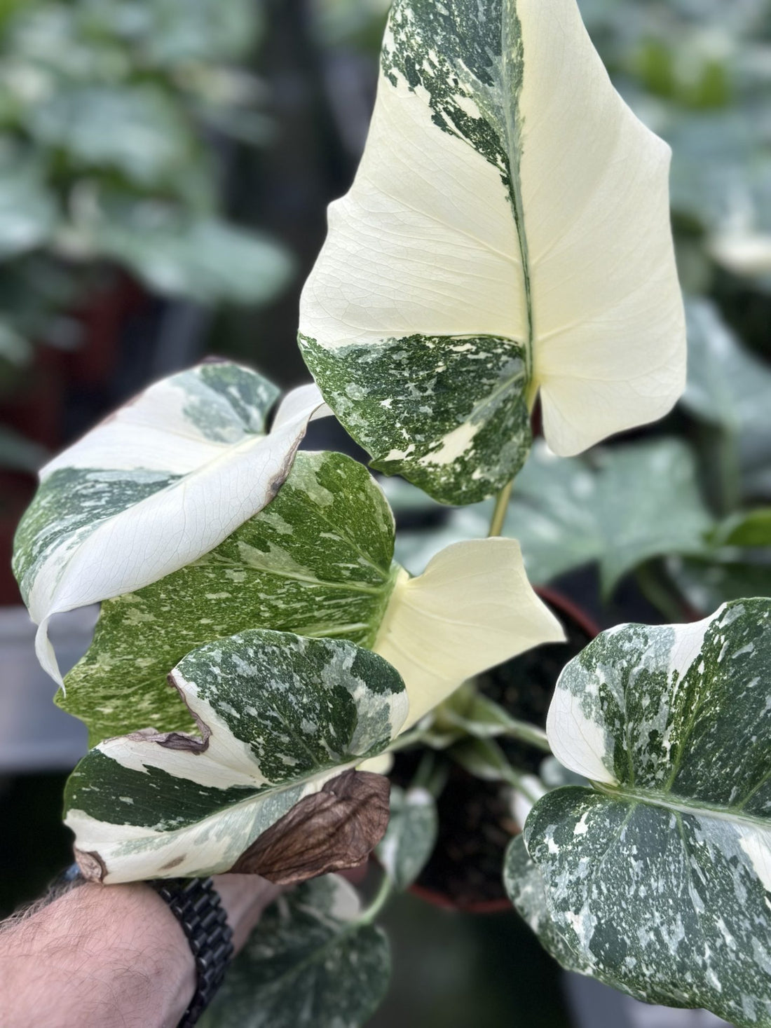 Monstera Mutation 'Second Chance'