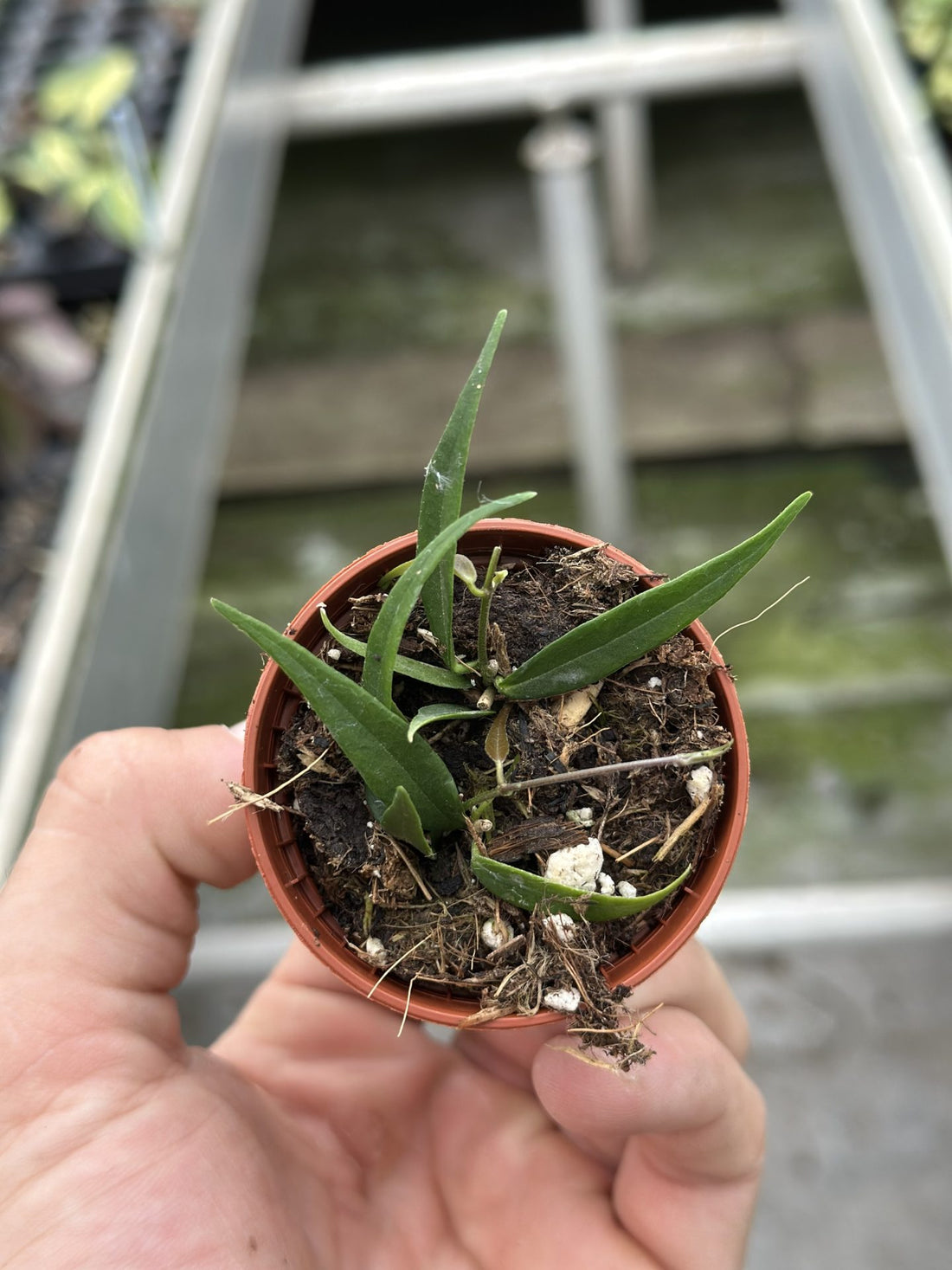 Hoya Leucantha Mini