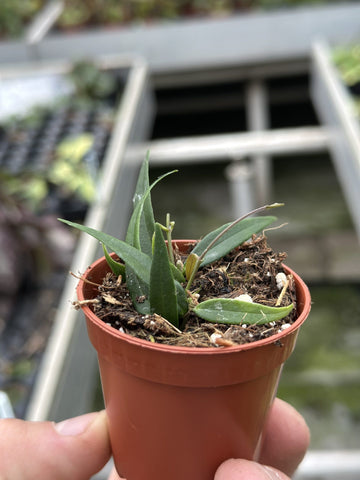 Hoya Leucantha Mini