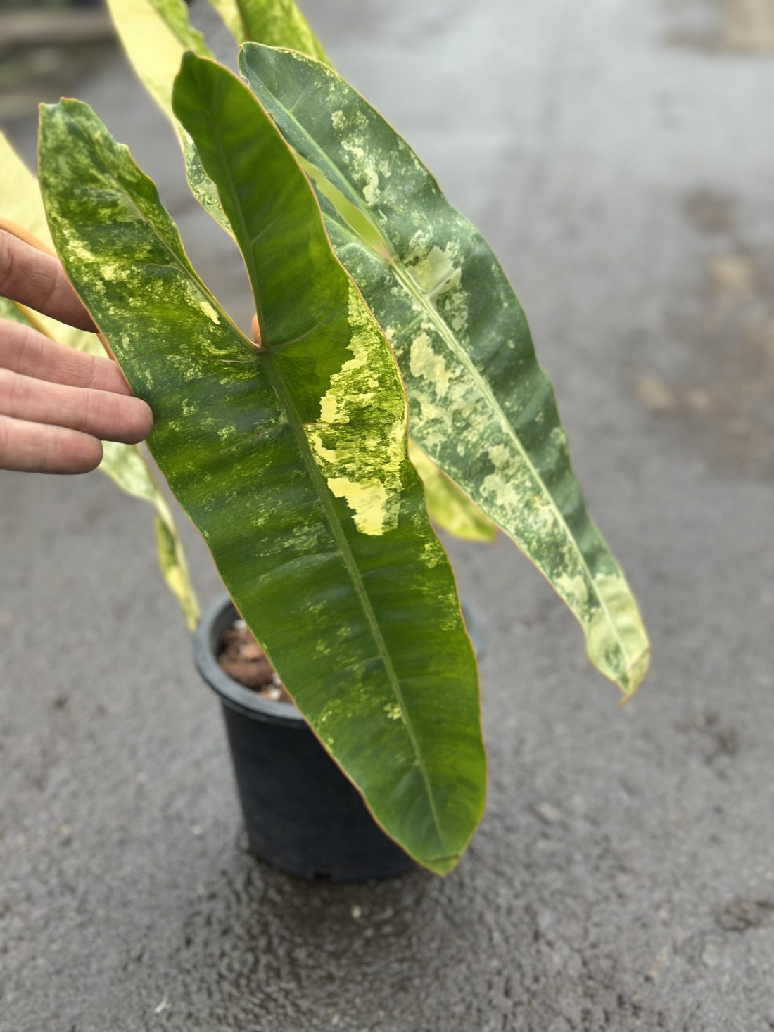 Philodendron Billietiae Variegata