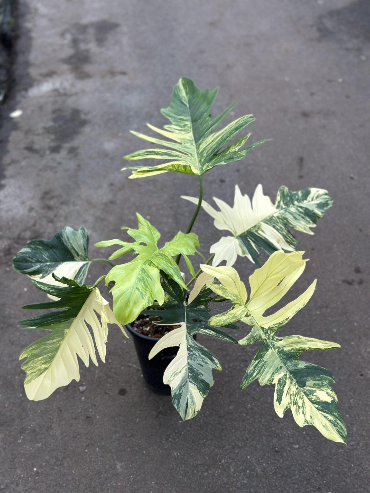 Philodendron Florida x Mayoi Variegated