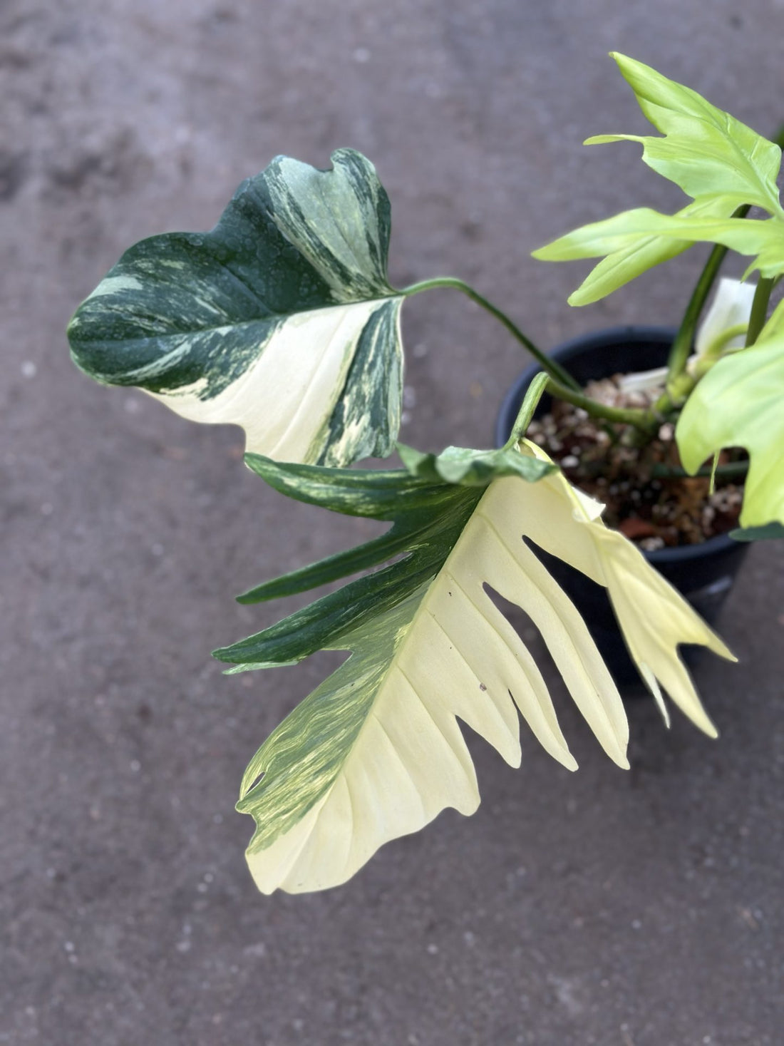 Philodendron Florida x Mayoi Variegated