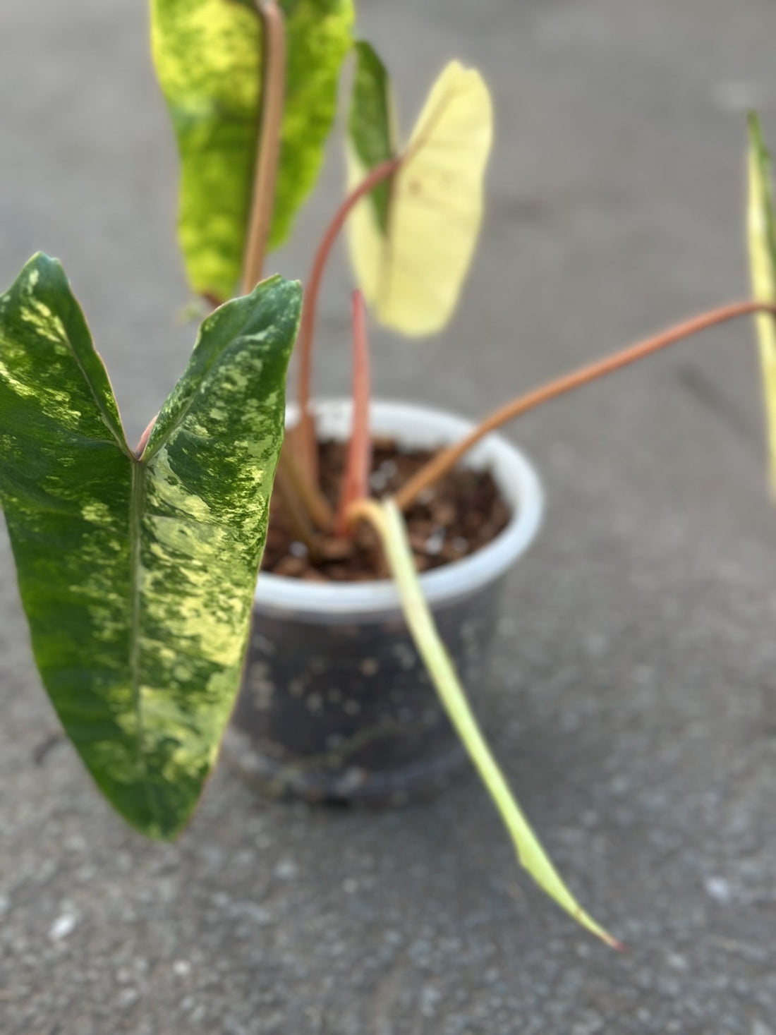 Philodendron Billietiae Variegata