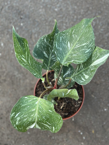 Philodendron White Knight Marble King