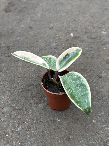 Hoya Krimson Queen Silver Splash