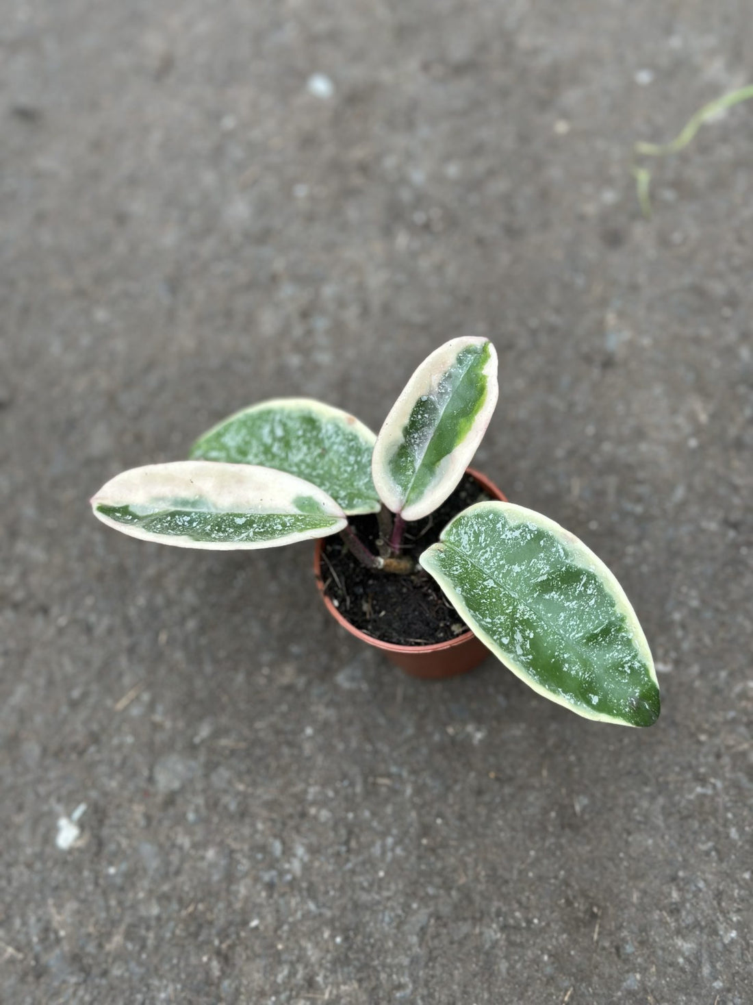 Hoya Krimson Queen Silver Splash