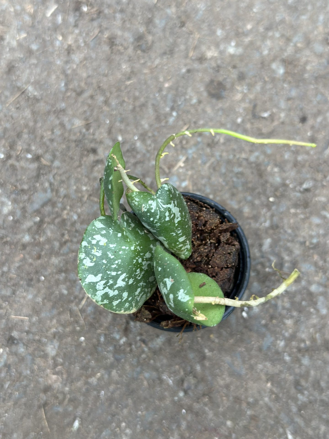 Hoya imbriquée Mini