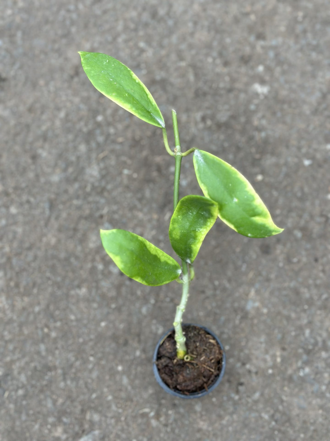 Hoya Diversofolia Albo