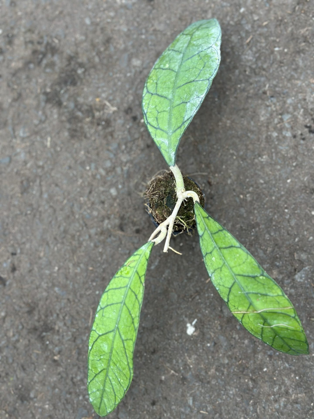 Hoya sp. Kalimantan