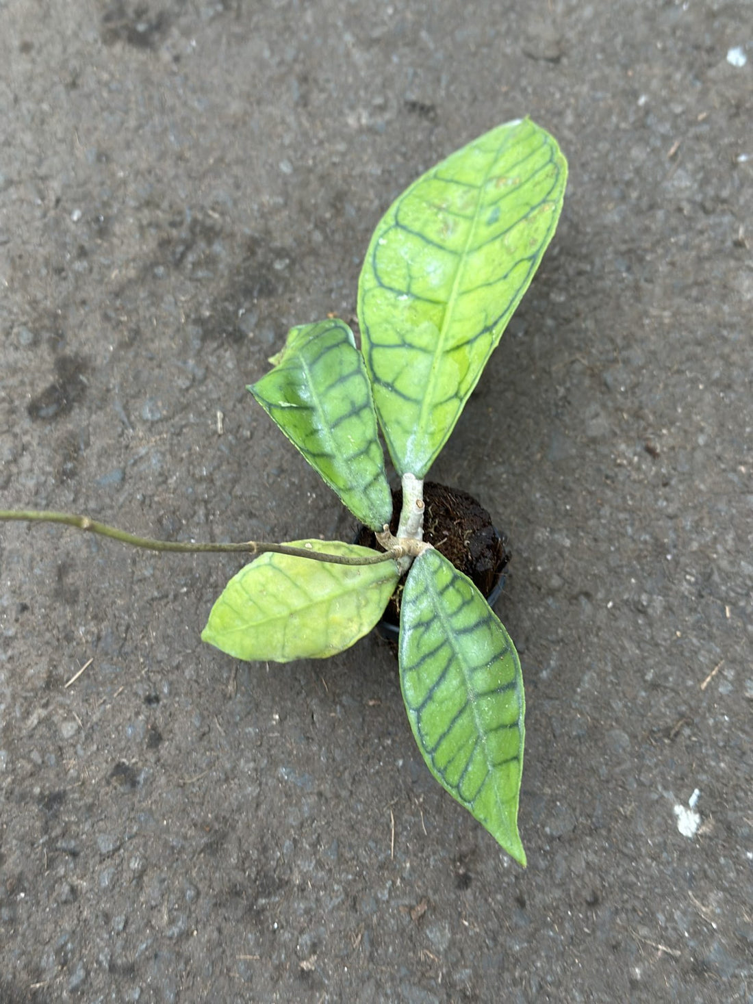 Hoya callistophylla