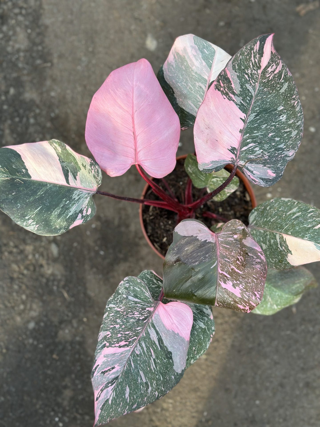 Philodendron Pink Princess Galaxy