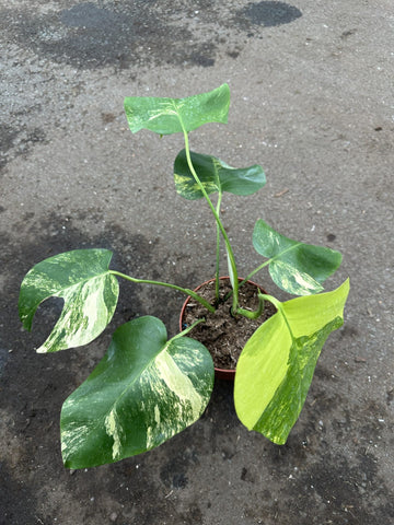 Monstera Deliciosa Aurea Borsigiana