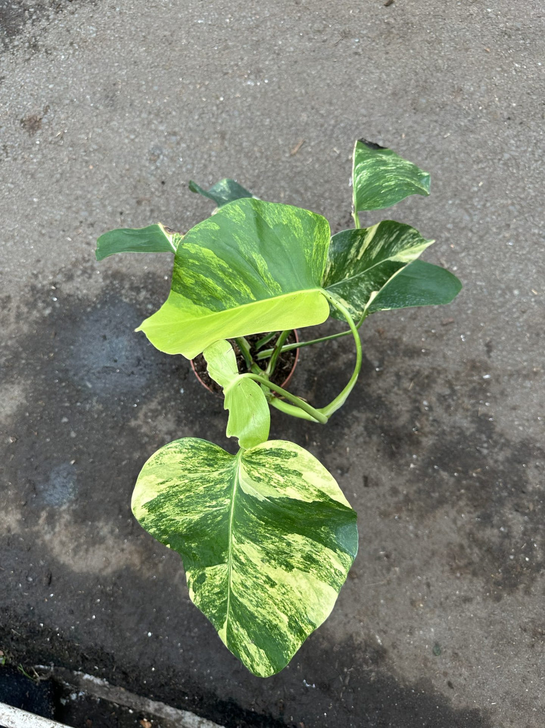 Monstera Deliciosa Aurea Borsigiana