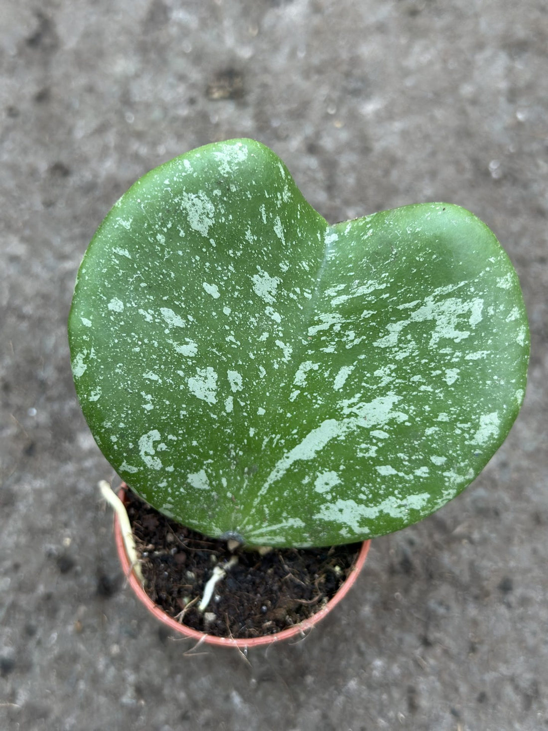 Hoya Kerrii Splash