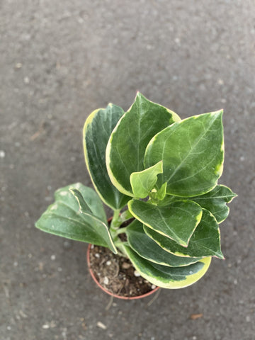 Hoya Pachyclada variegated