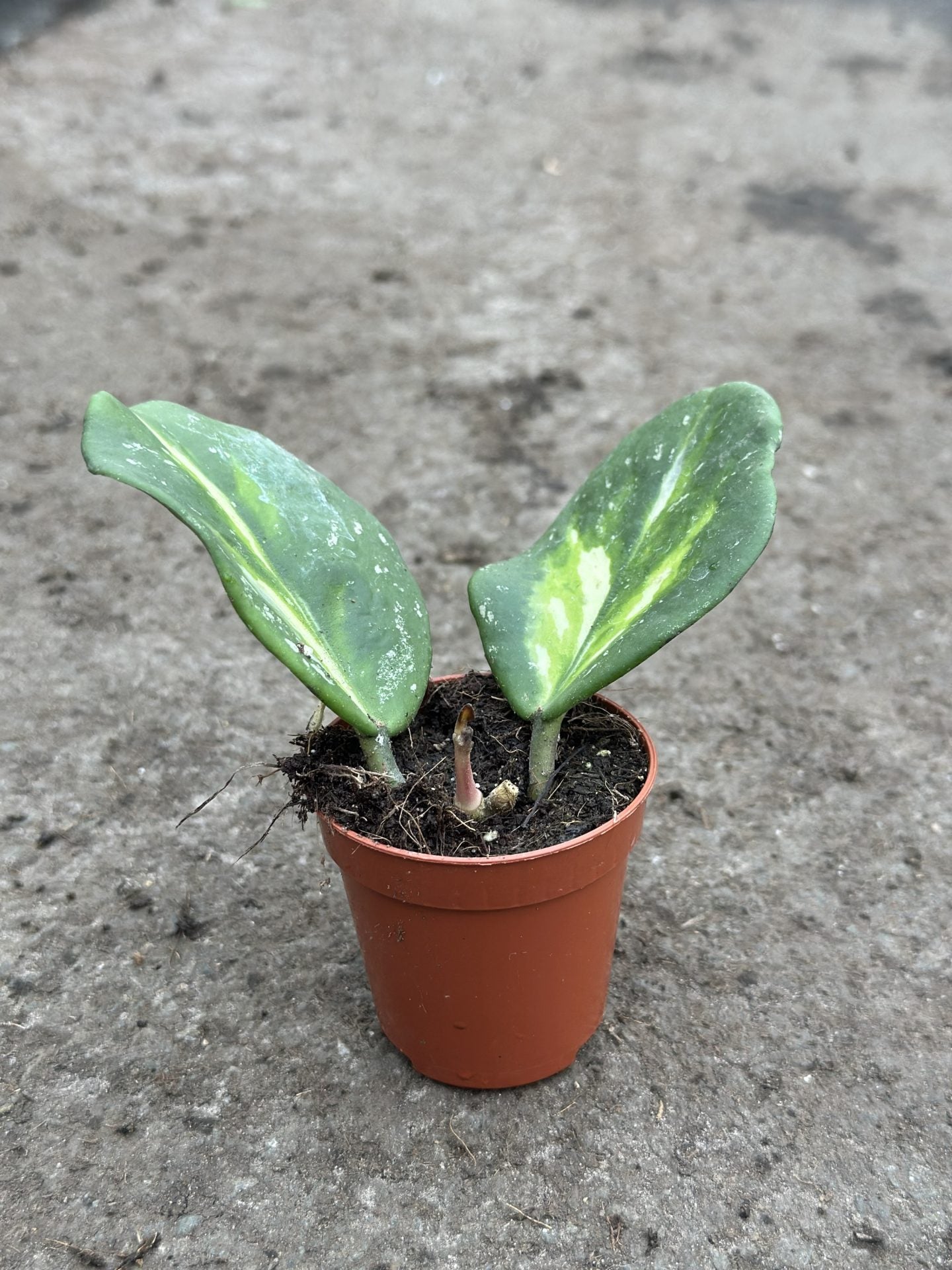 Hoya Obovata Variegated Splash Less