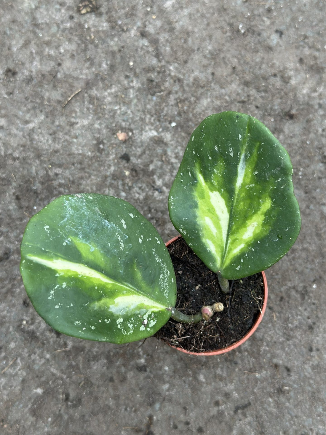 Hoya Obovata Variegated Splash Less