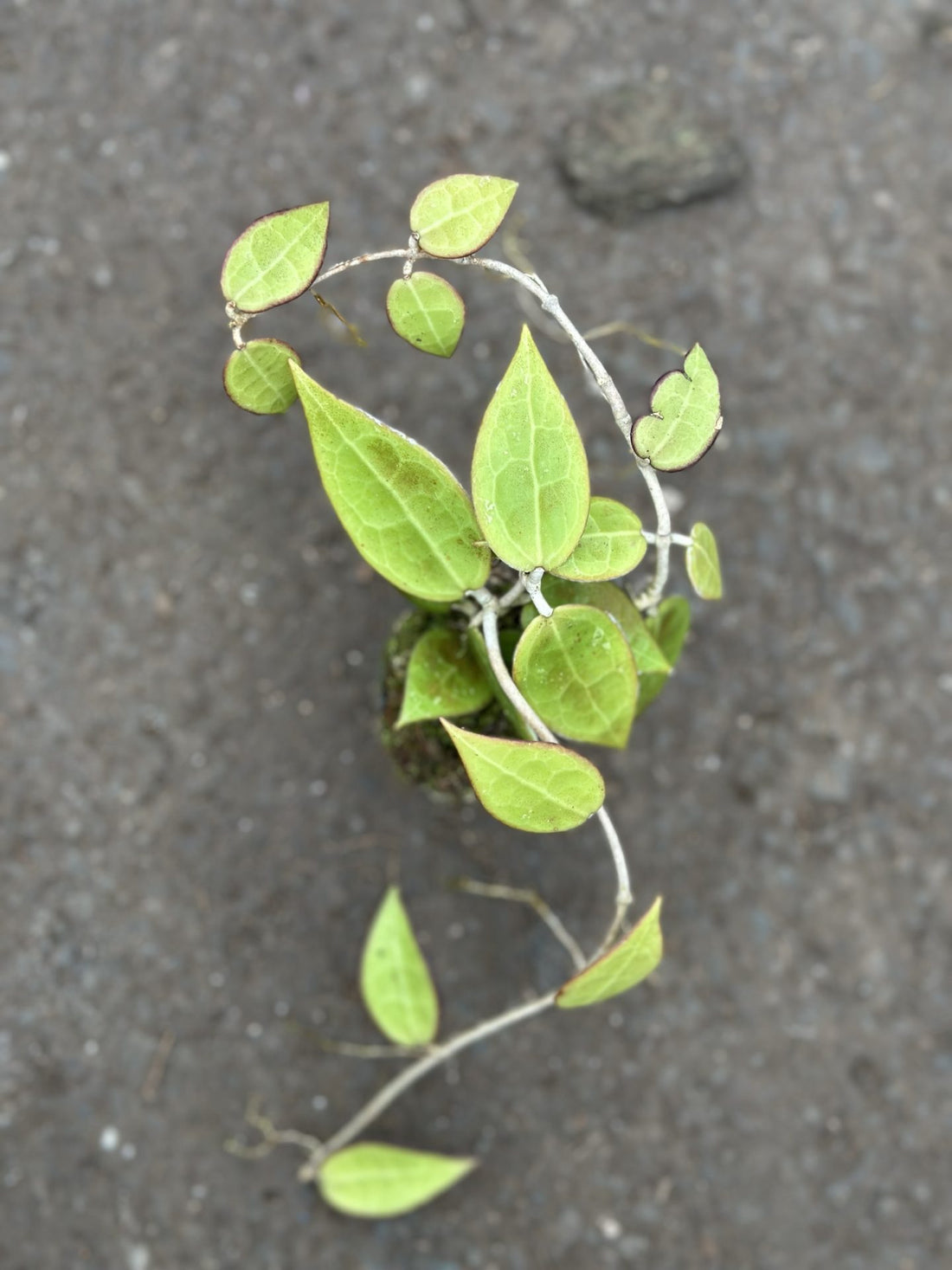 Verticillata black margin