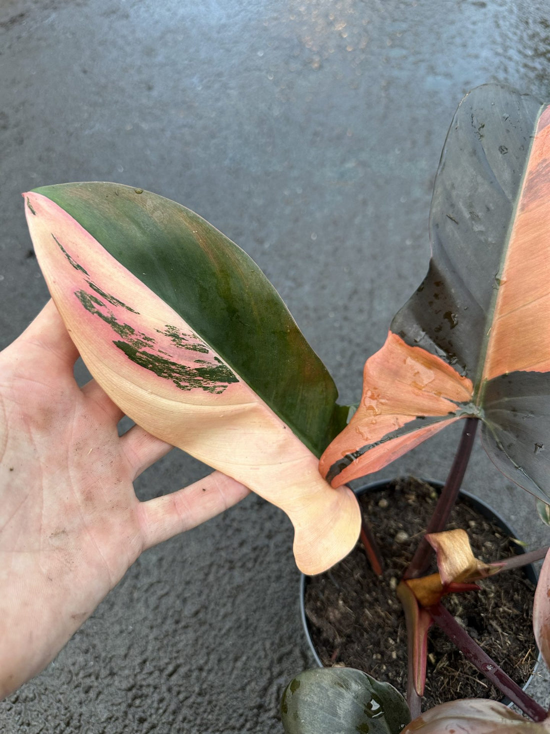 Philodendron Bronze Variegated