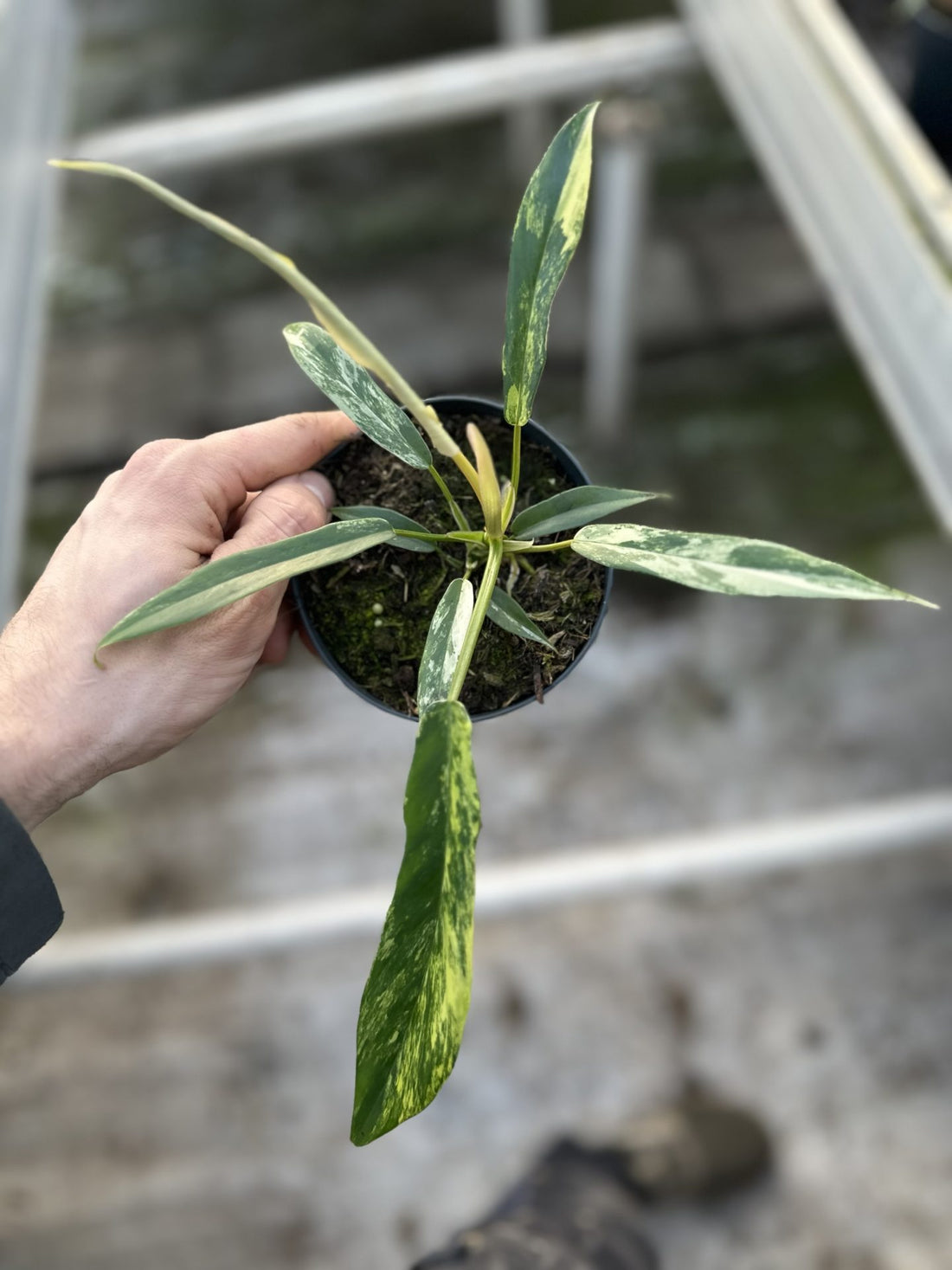 Philodendron Tortum x Florida Beauty