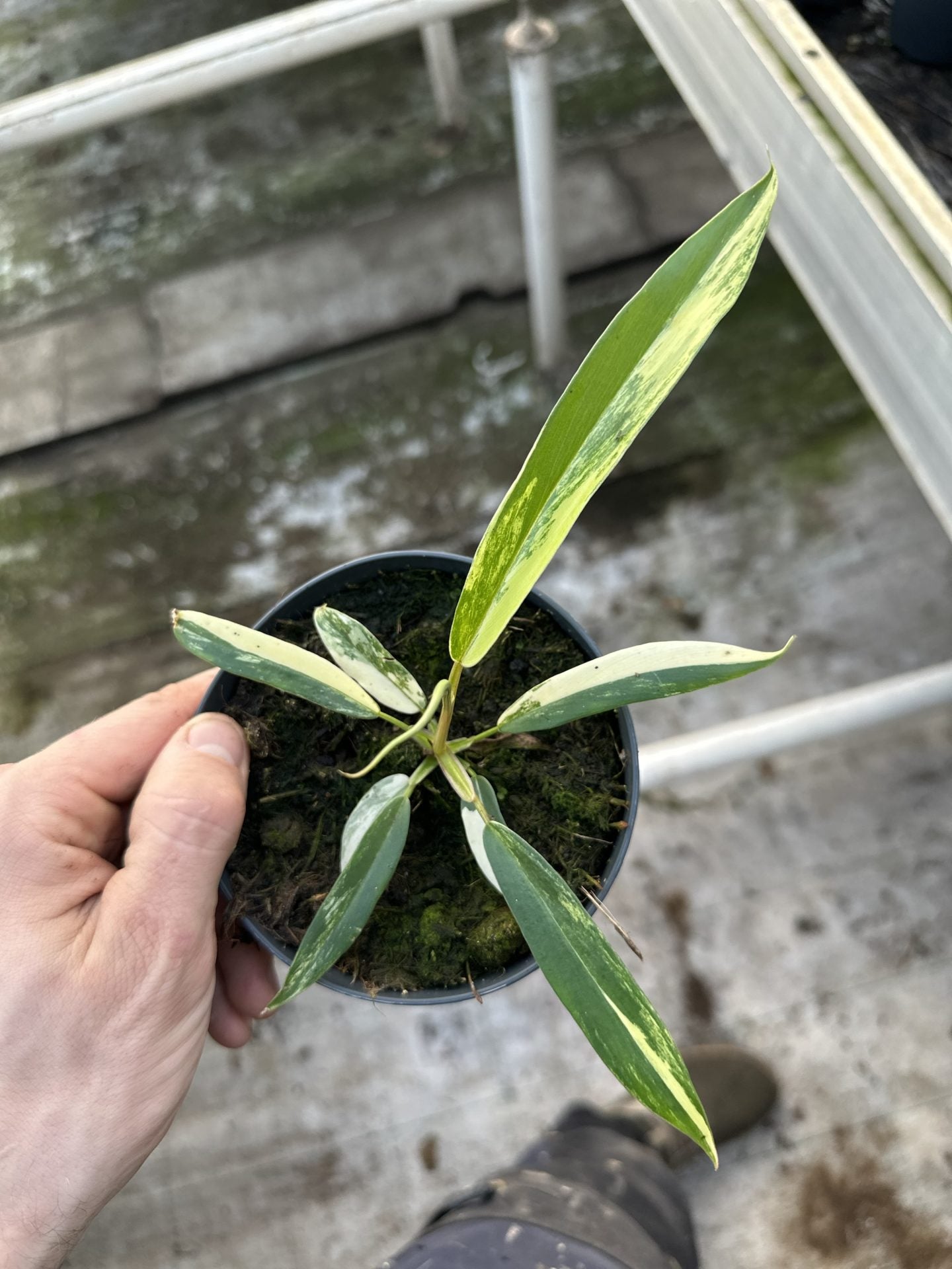 Philodendron Tortum x Florida Beauty