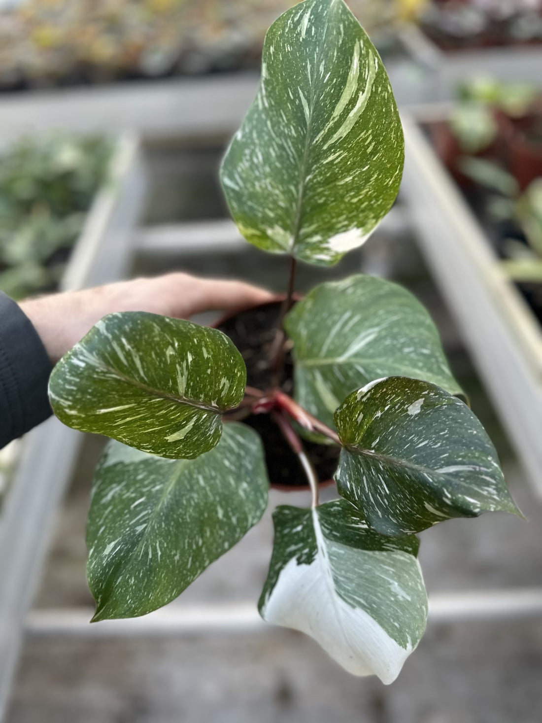 Philodendron White Knight Marble King